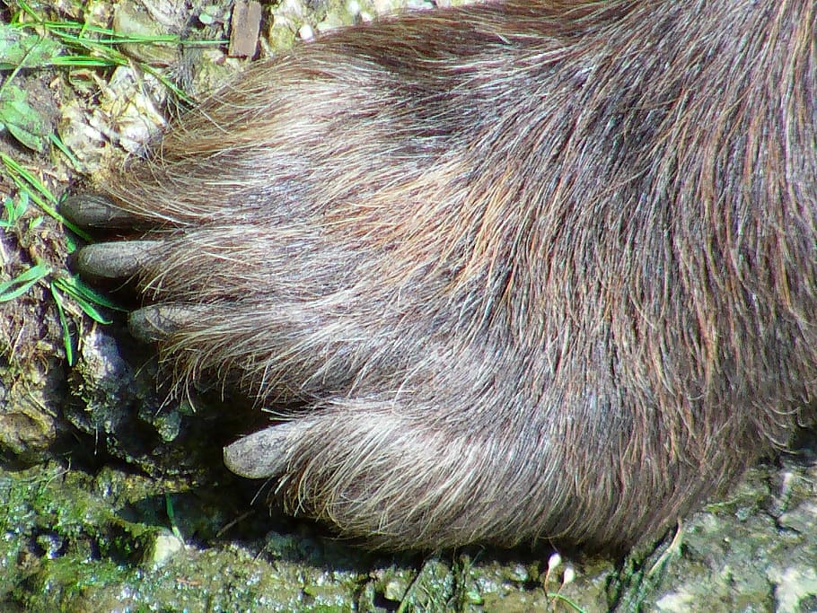 bärentaze, brown bear, foot, paw, steal, one animal, animal themes, animal, mammal, day