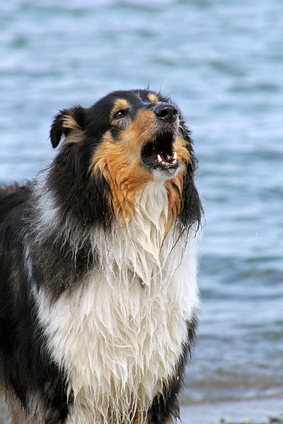 collie, dog, water, barking, protect, sea, baltic sea, bite, border collie, animal portrait