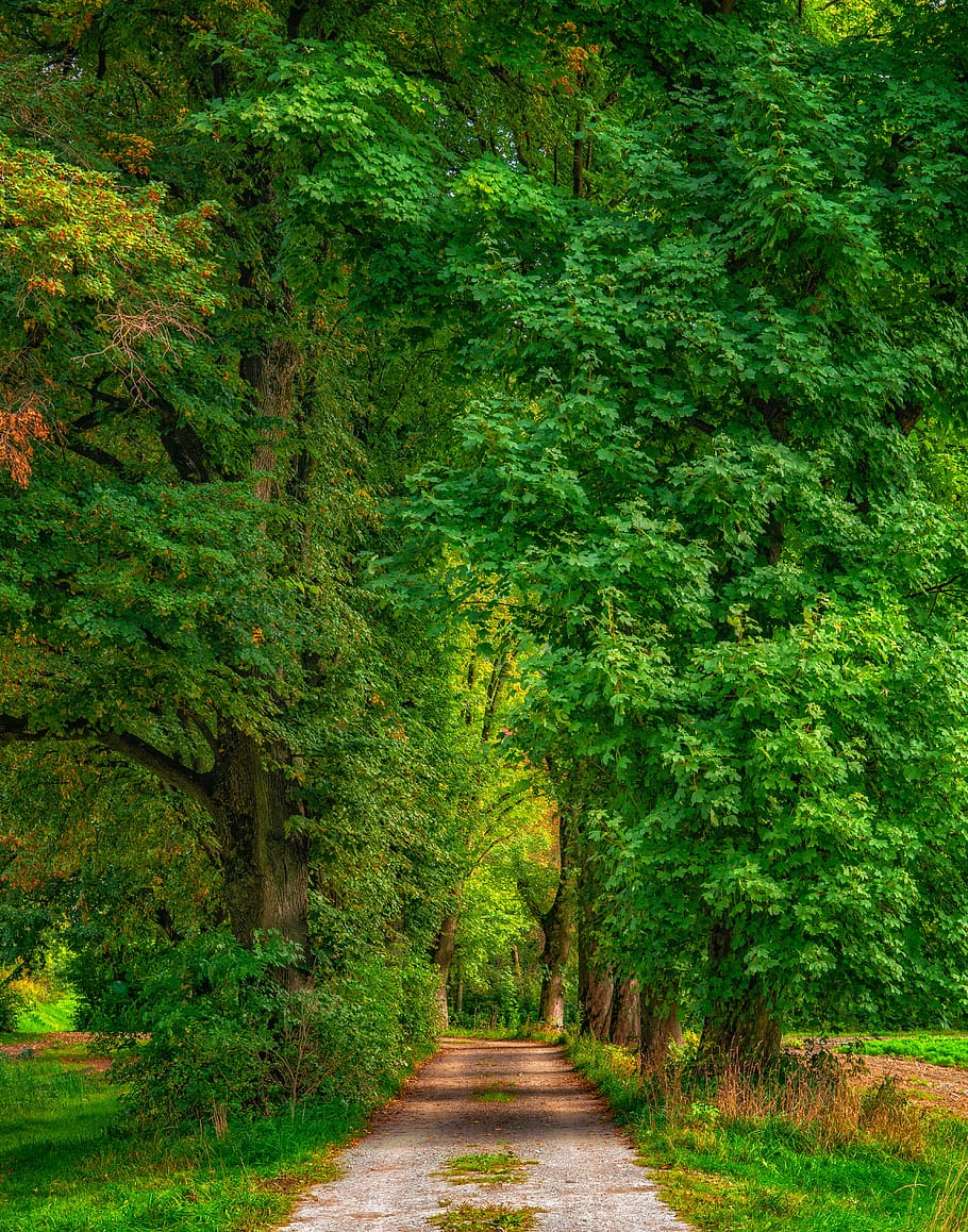 forest, trees, away, avenue, nature, landscape, leaves, green, plant, the way forward