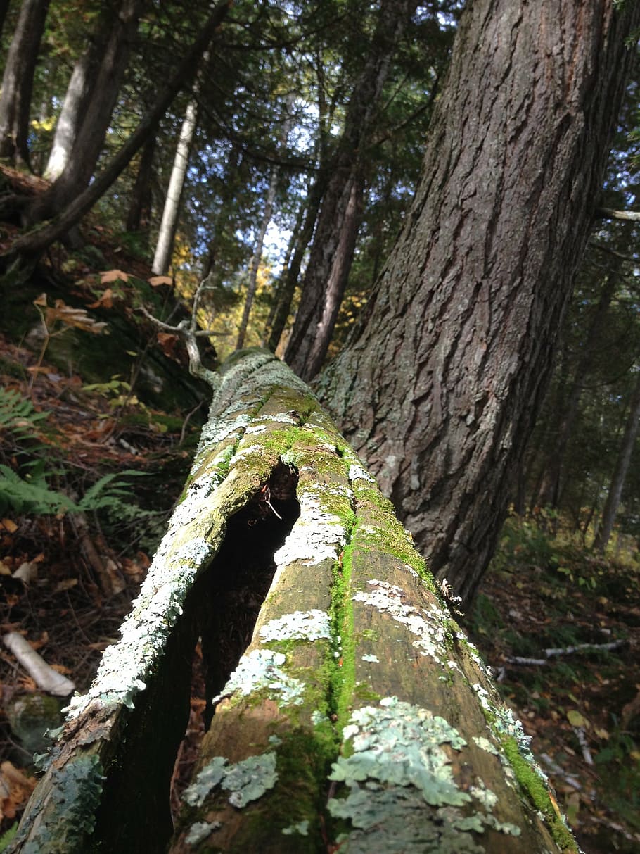 nature, trunk, cedar, forests, tree, tree trunk, plant, growth, moss, forest