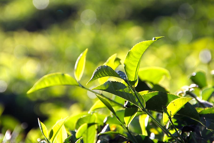 tampilan tilt shift, hijau, tanaman, tee, perkebunan, perkebunan teh, india, teras budidaya, daun, bagian tanaman