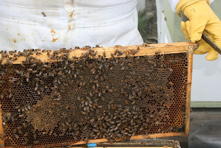 insecto, abeja, miel, panal, colmena, apicultor, miel de abeja, apicultura, cera de abejas, trabajo