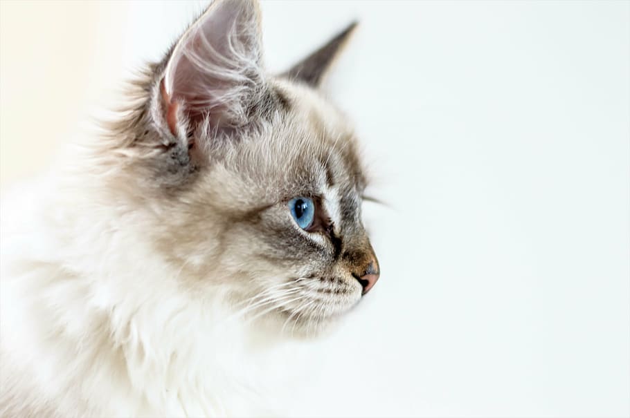 white, gray, persian cat, facing, right painting, cat, young cat, kitten, animal, eye