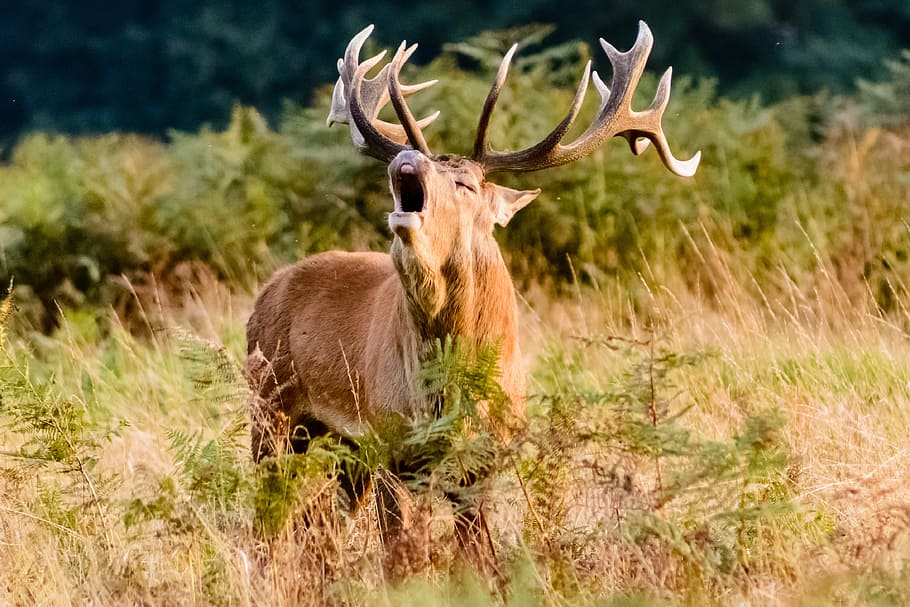 shallow, focus, photography, brown, moose, green fields, stag, red deer, male, deer