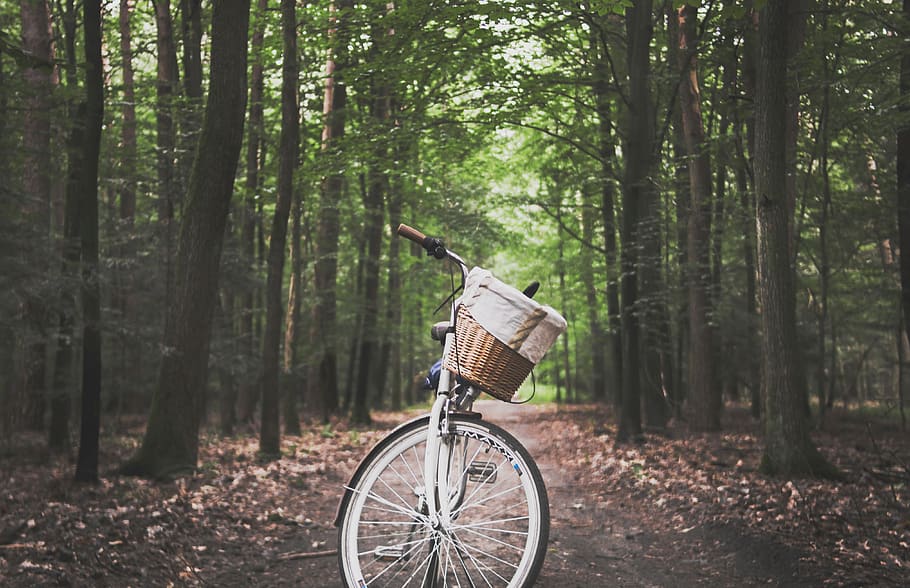 vintage, bicicleta, floresta, trilha, caminhada, caminho, bosque, árvores, transporte, folhas