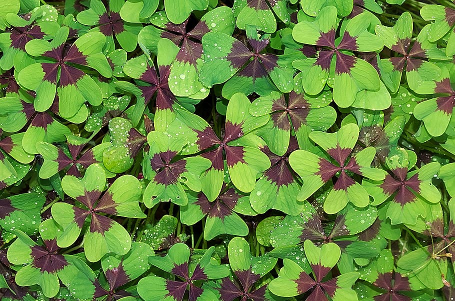 green, purple, leaf plants, luck, klee, lucky clover, vierblättrig, macro, nature, leaf