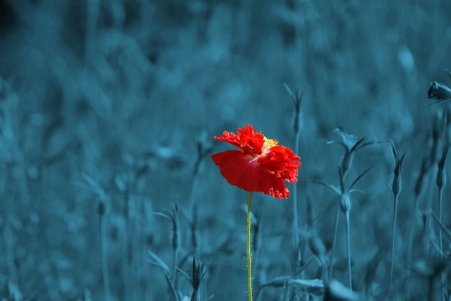 selective, color photography, red, flower, poppy, papaver, meadow, pointed flower, abstract, plant