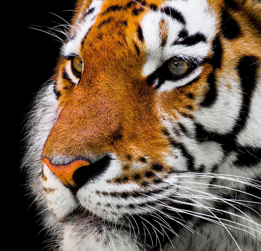 dangkal, foto, harimau, hewan, kucing, amurtiger, predator, berbahaya, harimau siberia, kepala harimau