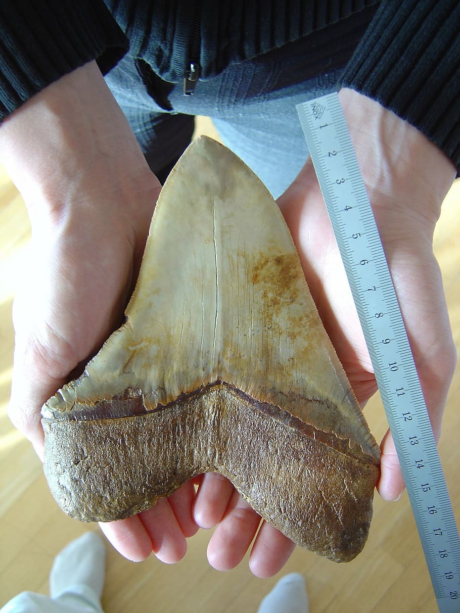 fossilized tooth, megalodon, giant shark, carcharodon megalodon species, dating from the miocene, 18 cm diagonal, 13 cm base, animal, ocean, sea