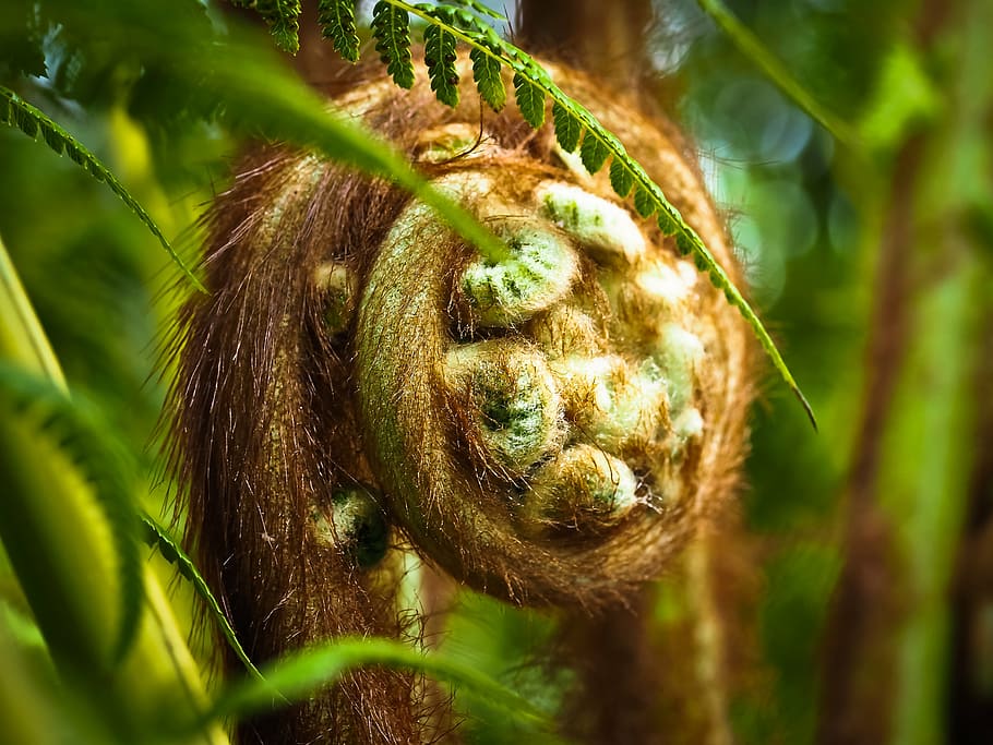 tasmanian fern, fern, plant, green, nature, fern plant, unfold, exotic, biotope, botany