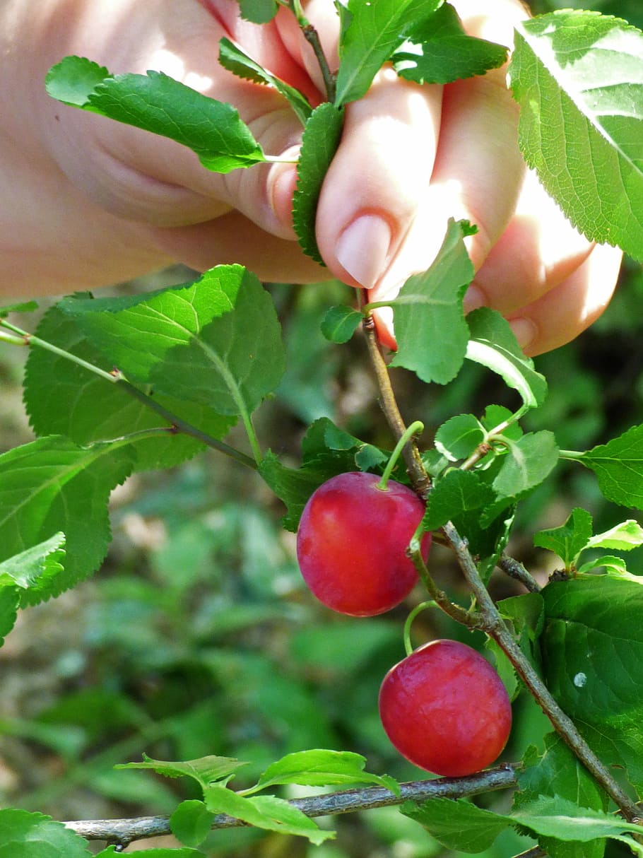 Plum, Plums, Wild, Child, Hand, plums wild, child hand, fruits of the forest, growth, leaf, agriculture