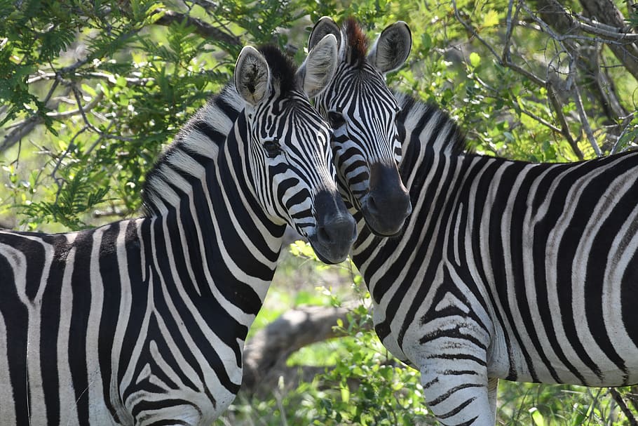 south africa, zebra, safari, kruger, animal, animal wildlife, striped, animal themes, animals in the wild, mammal