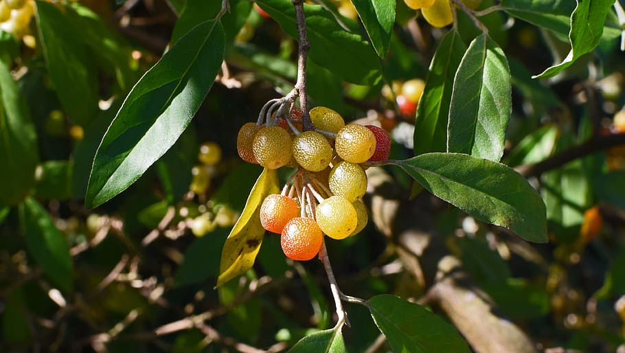 ripening autumn olive berries, shrub, plant, nature, edible, berries, red, orange, yellow, speckled
