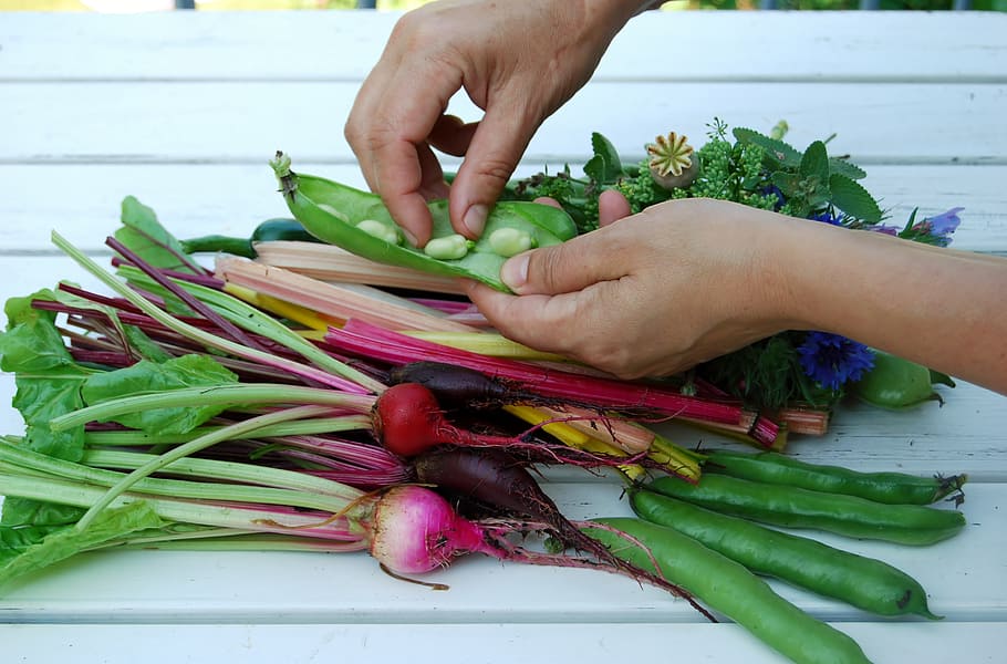 manos, verduras, cultivo, verano, mano humana, vegetales, mano, alimentos, alimentos y bebidas, bienestar