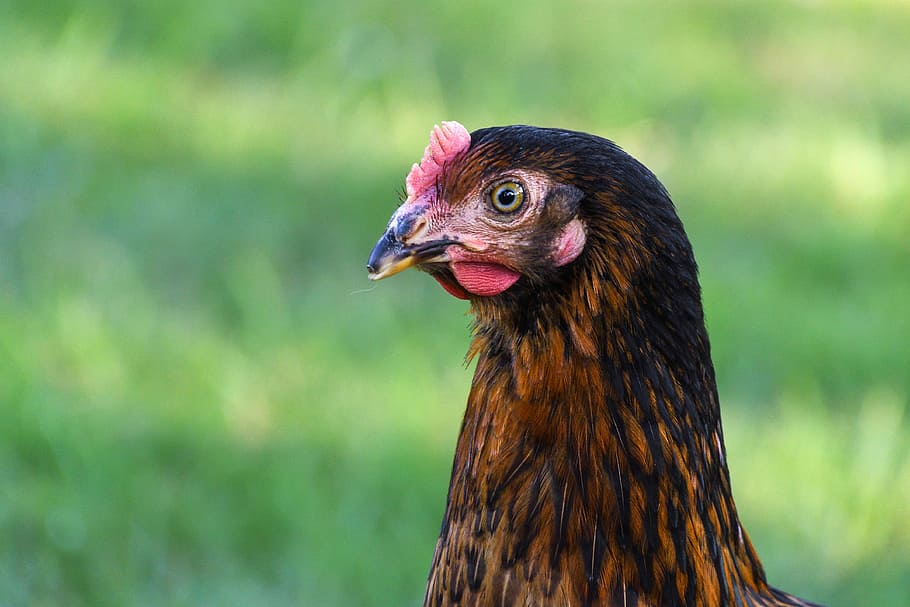 Hen, Head, Profile, Eye, bird, chicken - Bird, farm, animal, agriculture, poultry