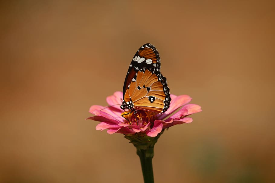 plain, tiger butterfly, pink, flower, african monarch, plain tiger, danaus chrysippus, tiger, butterfly, monarch