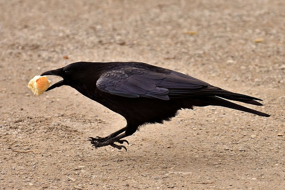 preto, corvo, mordendo, pão, corvo comum, pássaro de corvo, natureza, pena, um animal, animais selvagens