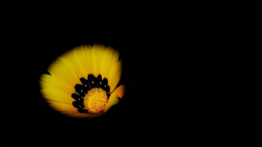 yellow, black, gazania flower, background, petal, flower, bloom, nature, plant, dark