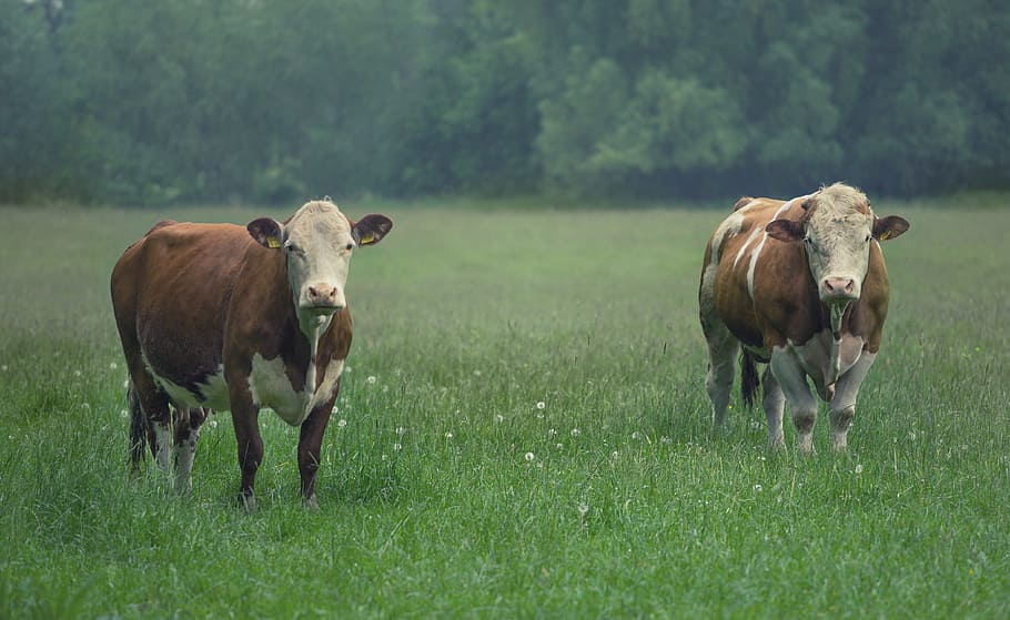 cattle, bull, cow, beef, pasture, agriculture, cows, livestock, ruminant, pair