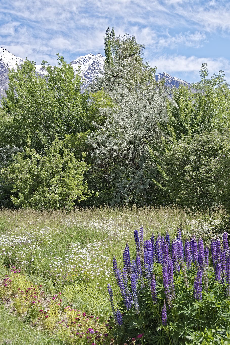 tajikistan, khorugh, botanical garden, plant, flowers, province of mountain-badakhshan, pamir, high mountains, landscape, mountains