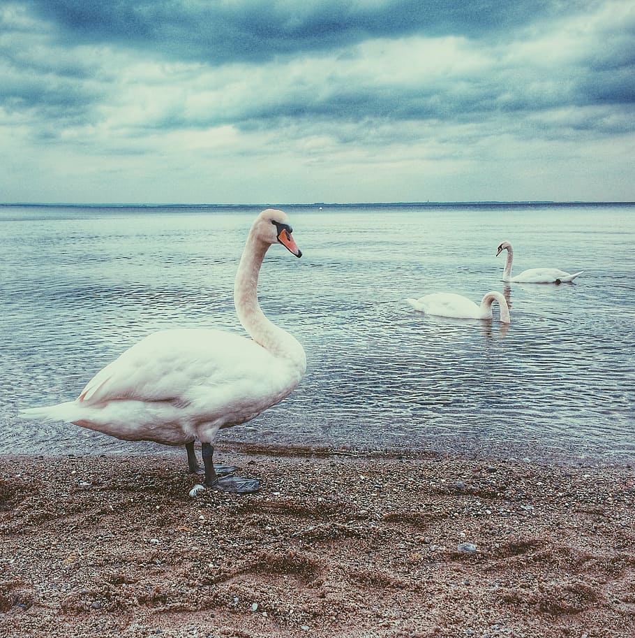 white, swans, swimming, body, water, daytime, lake, beach, nature, bird