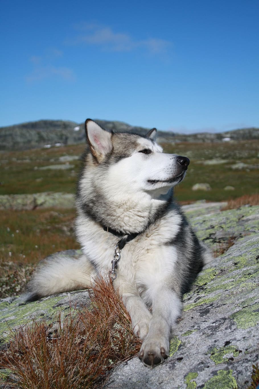 alaskan malamute, the hardangervidda mountain plateau, tour, sun, sled dog, one animal, mammal, animal themes, animal, domestic