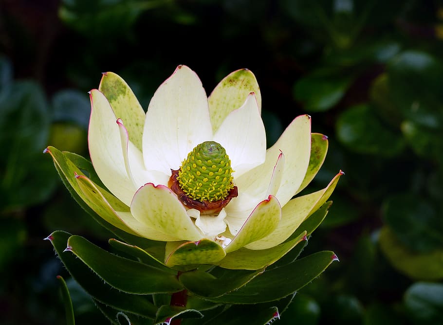 Leucadendron, flower, beauty in nature, plant, growth, flowering plant, vulnerability, close-up, freshness, fragility