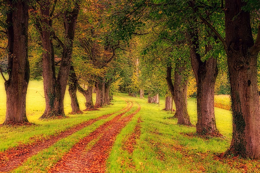 녹색, 숲, 도로, 나무, 목재, 자연, 풍경, 잎, 모든, 나무가 늘어선 거리