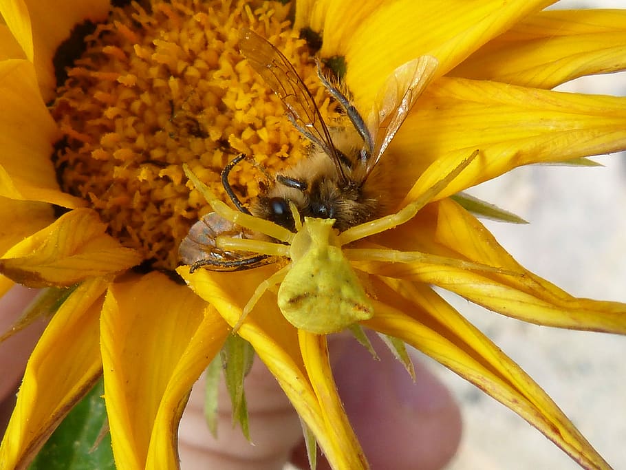Spider, Devouring, Bee, Yellow, spider devouring a bee, spider yellow, predator, insects, arachnid, flower