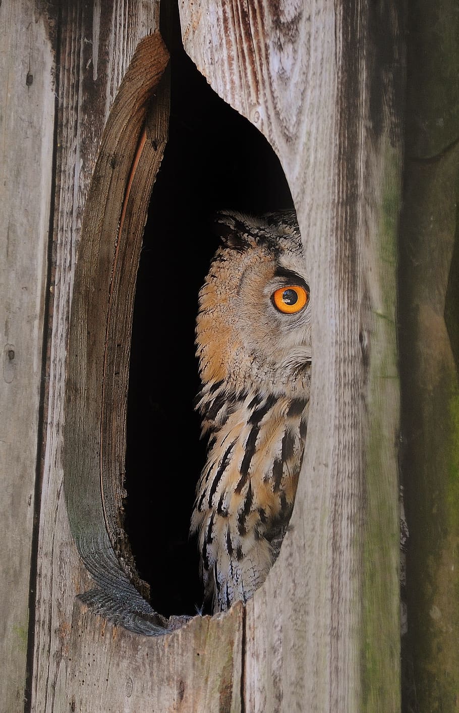 close-up photography, great, horned-owl, owl, nocturnal, curious, bird, wildlife, predator, zoo