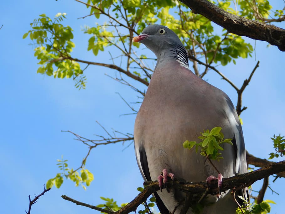 gray, pigeon, tree branch, dove, on the branch, branch, bird, sit, animal, leaves