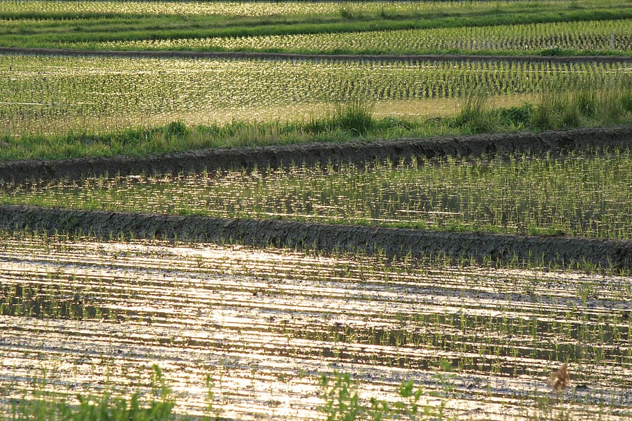 campos de arroz de yamada, campo, vista nocturna, agricultura, crecimiento, escena rural, paisaje, granja, planta, medio ambiente