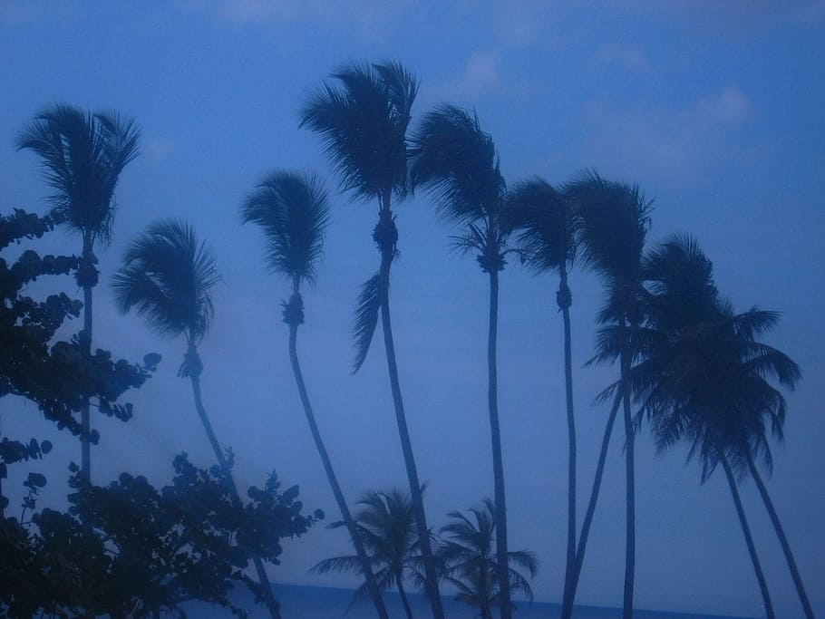 palm, trees, swaying, wind, coconut, sky, tree, palm tree, plant, tropical climate
