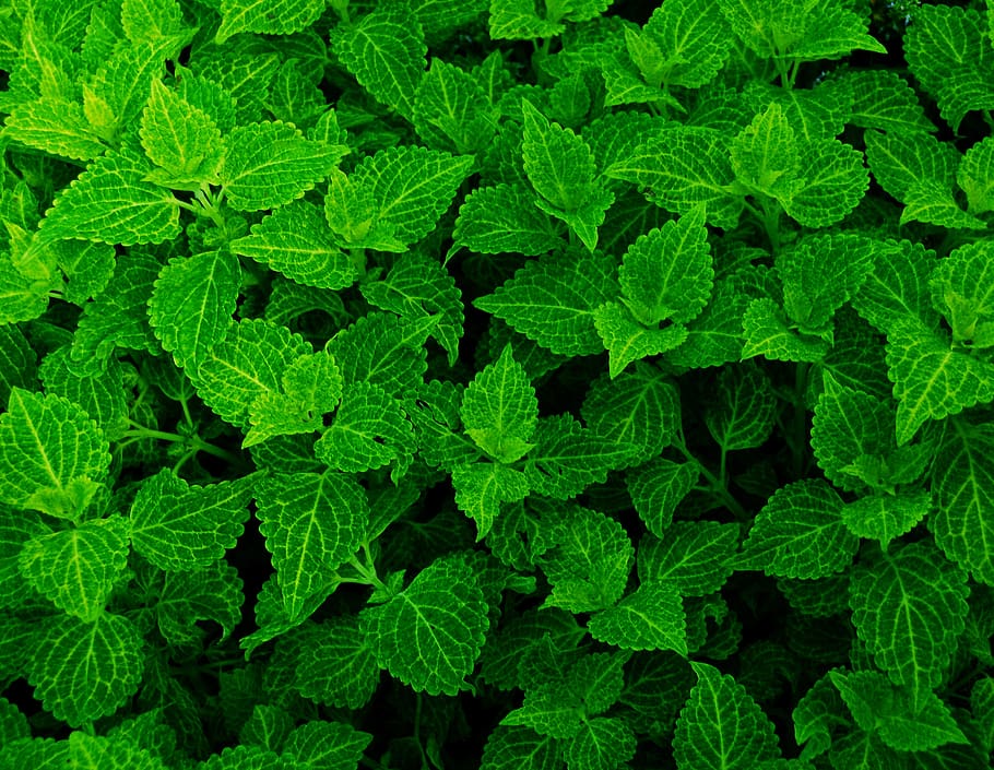 green, leaves, plants, green color, leaf, plant part, full frame, backgrounds, plant, growth