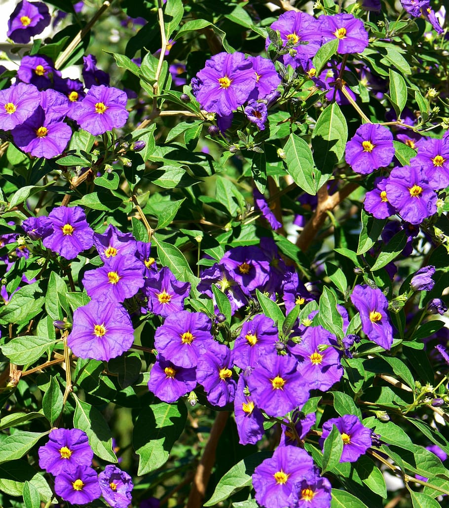 garden, flower purple, bäumchen, flowers, blossom, bloom, purple, flowering plant, flower, plant