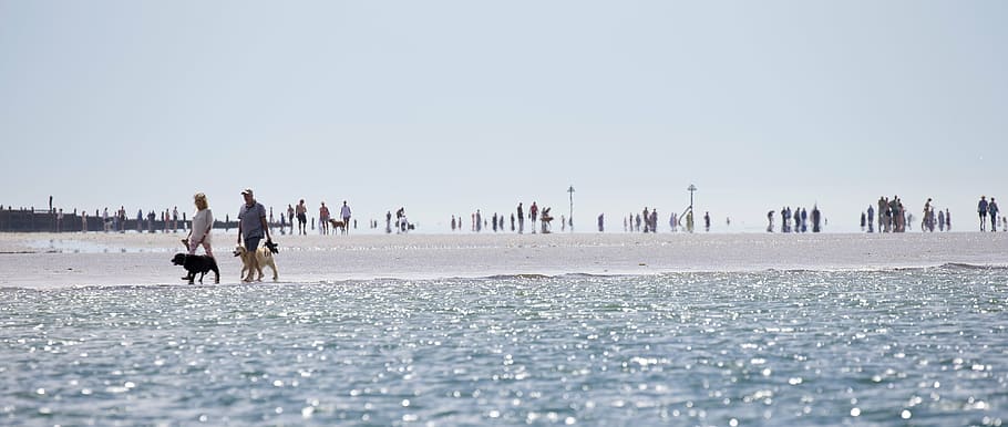 dos, persona, caminar, orilla del mar, perros, durante el día, neblina de calor, clima cálido, playa, mar