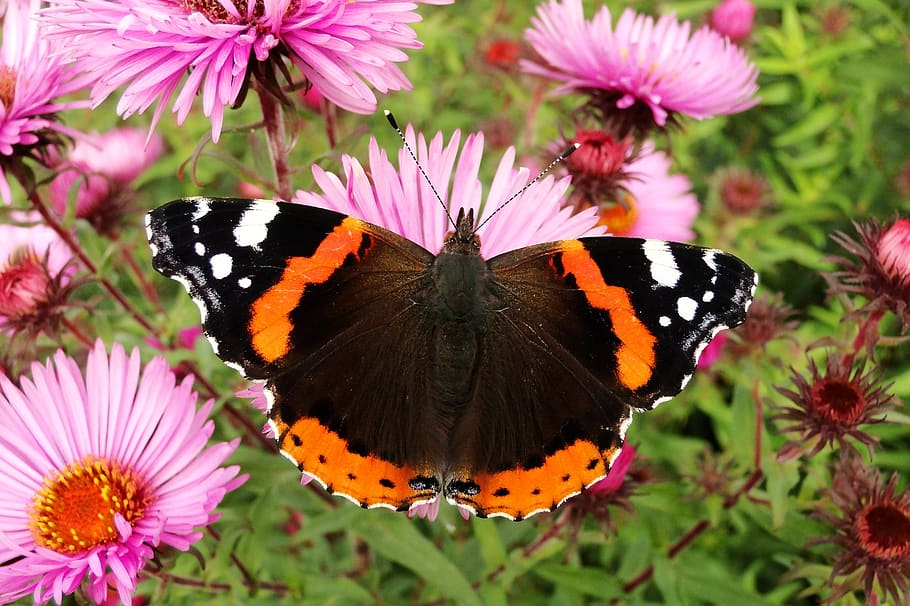 nature, flower, butterfly day, plant, insect, animals, butterflies, fair admiral, garden, beautiful