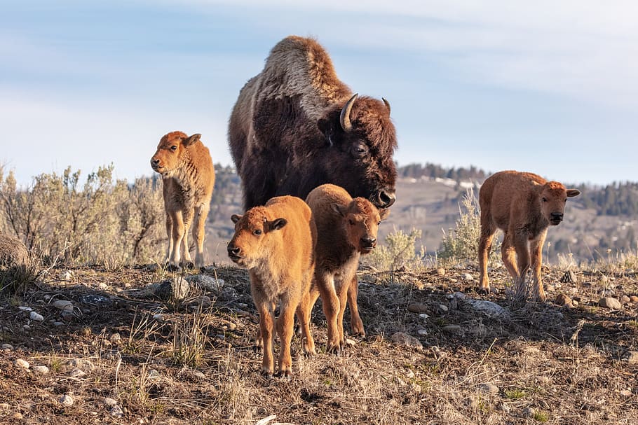 vaca, perros, valle de Lamar, bisontes, cuatro, terneros, mamífero, temas de animales, animal, grupo de animales