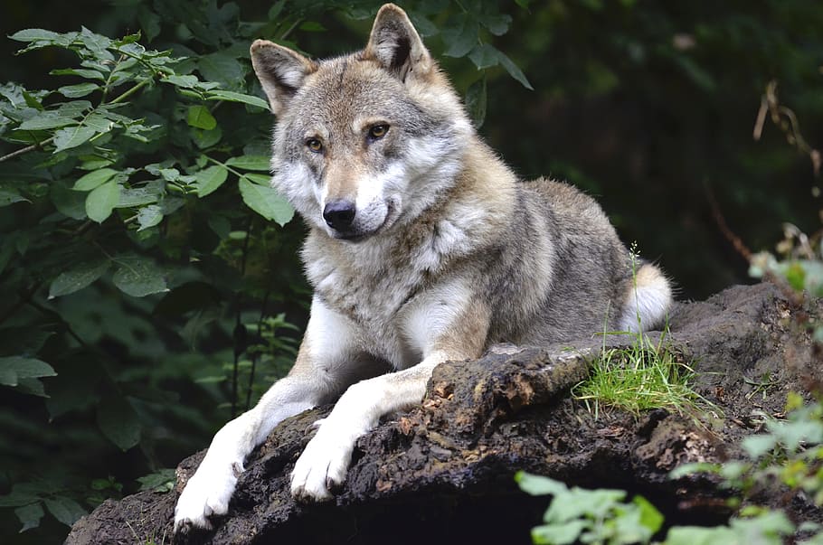 gray, white, wolf, lying, wooden, surface, concerns, forest, predator, canine