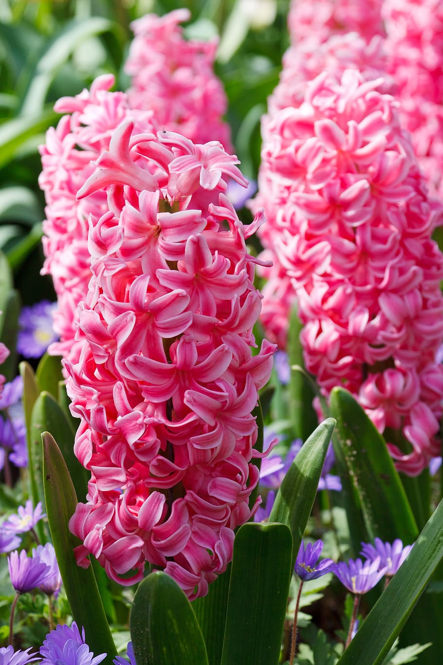 hyacinth, flora, pink, green, floral, flower, flowers, hyacinths, netherlands, holland