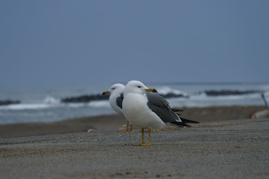 mar, praia, passeio marítimo, gaivota, ave marinha, animal selvagem, natural, desenfreado, um animal, pássaro