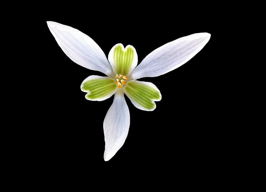 white, green, petaled flower, perce-neige, flower, heart, petal, corolla, black background, white color