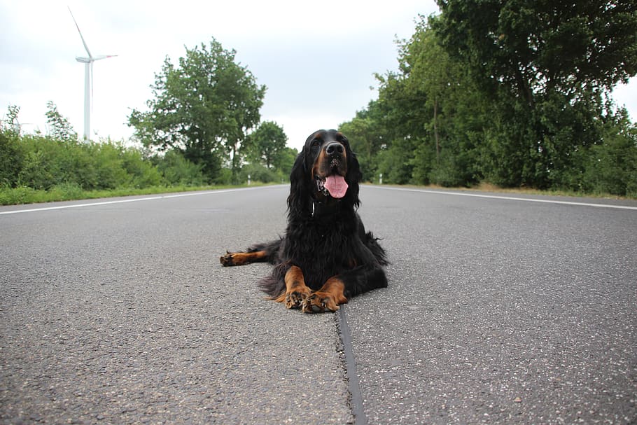 anjing, setter, gordon, jalan, jalan raya, sendirian, terengah-engah, bahagia, lidah, satu binatang