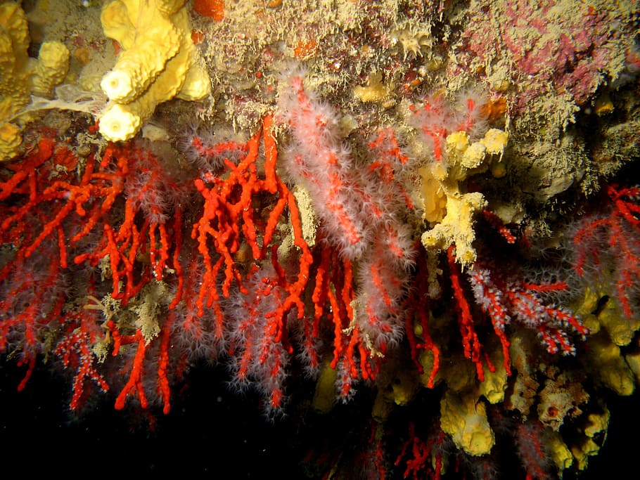Corales, mar, bajo el agua, profundidad, agua, buceo, transparencia, nadie, rojo, árbol