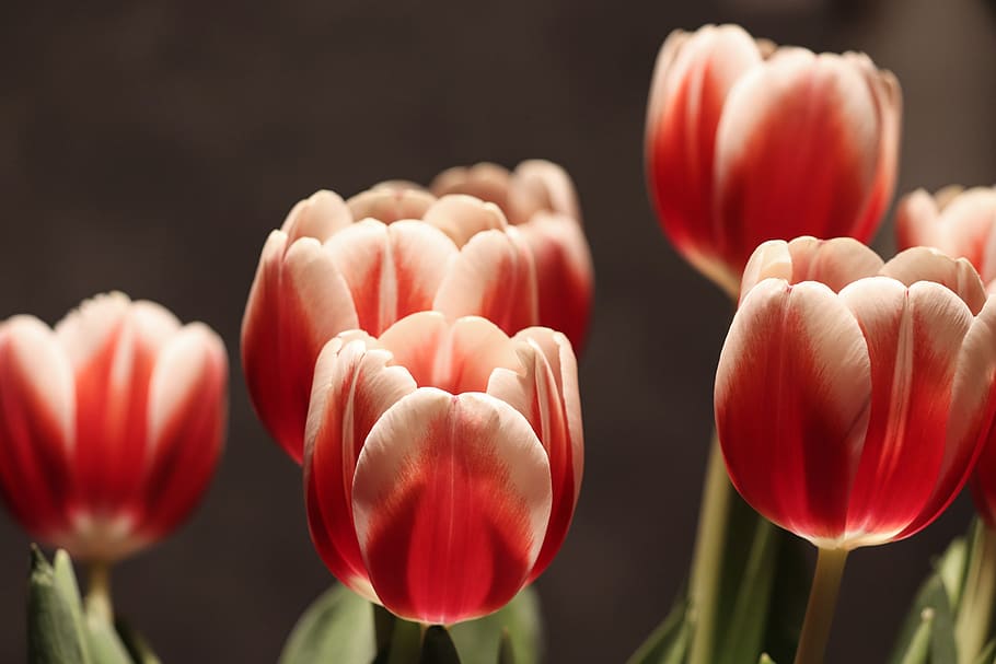 tulip flower, tulips, half closed, bloom, blossom, open, end of winter, nature, spring, garden