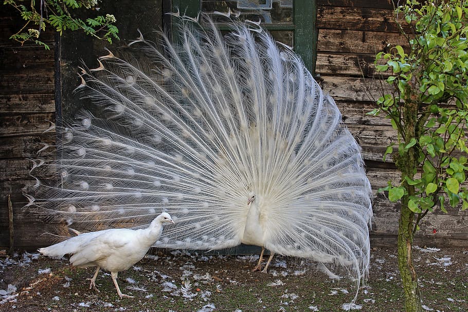white, peacock, peahen, white peacock, bird, animals, birds, feathers, animal, wildlife