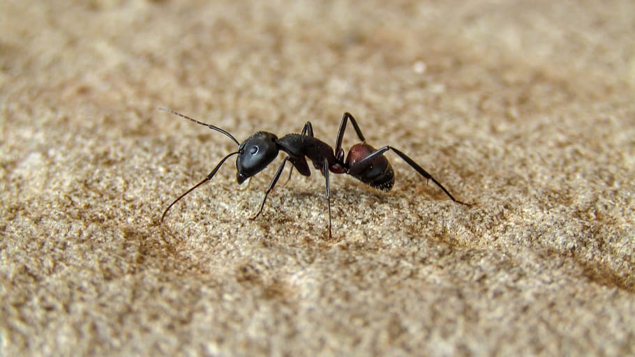 semut, semut hitam, alam, animalia, kehidupan liar, kecil, serangga, tema hewan, satwa liar, hewan