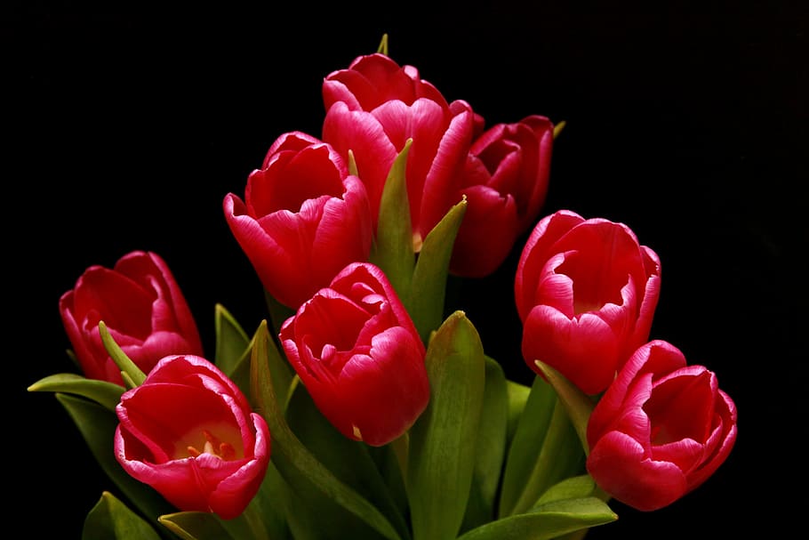 赤い花植物, チューリップ, 赤, ピンク, ユリ, 植物, 観賞用の花, 閉じる, 赤いチューリップ, 花