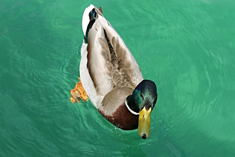 mallard duck, duck, drake, mallard, male, water bird, water, nature, lake, feather