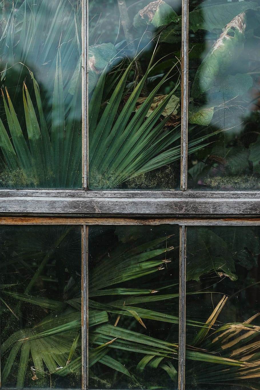 close-up, sago palm, window, shield, glass, green, plants, nature, outside, plant